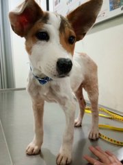 Whiteyy - Mixed Breed Dog