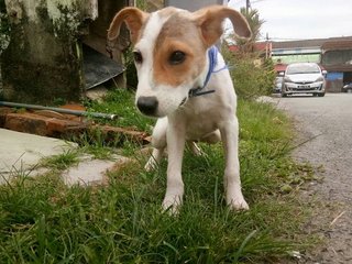 Whiteyy - Mixed Breed Dog