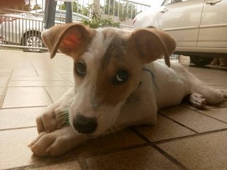 Whiteyy - Mixed Breed Dog