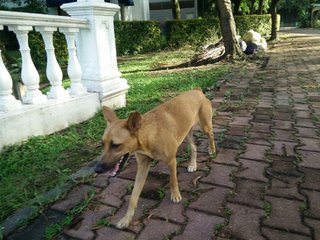 Bambi - Mixed Breed Dog