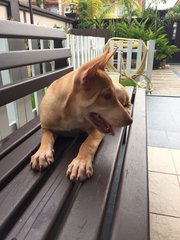 Veella - Labrador Retriever + Samoyed Dog