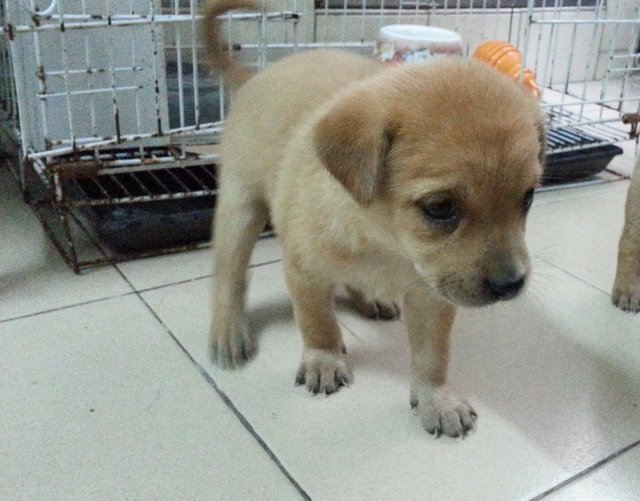 Puppy 2 - Mixed Breed Dog