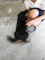P15(230916) - Doberman Pinscher + Labrador Retriever Dog