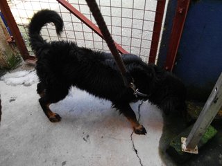 P15(230916) - Doberman Pinscher + Labrador Retriever Dog
