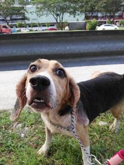 D21(090916) Beagle - Beagle Dog