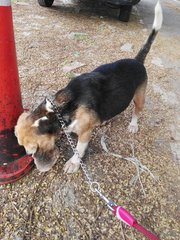 D21(090916) Beagle - Beagle Dog