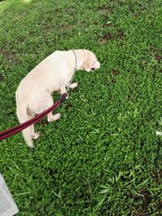 D17(011016) Labrador Retriever - Labrador Retriever Dog