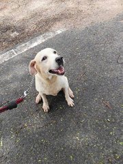 D17(011016) Labrador Retriever - Labrador Retriever Dog