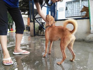 P163(200316)Smallsize,lovely Personality - Miniature Pinscher Mix Dog