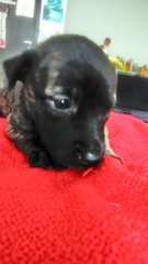 Solo-black Labrador/brindle Mix - Mixed Breed Dog