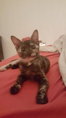 Leela - Domestic Short Hair Cat