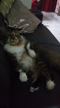 Fluffy - Persian + Maine Coon Cat