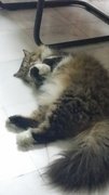 Fluffy - Persian + Maine Coon Cat