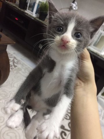 Casper &amp; Friends - Domestic Medium Hair Cat