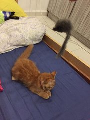 Calie - Domestic Long Hair + Domestic Medium Hair Cat