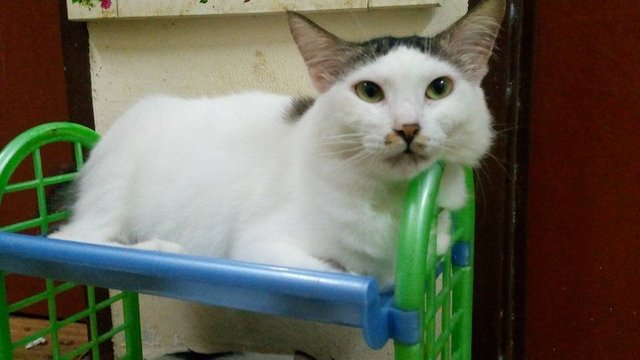 Putih - Domestic Medium Hair Cat