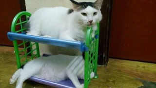 Putih - Domestic Medium Hair Cat