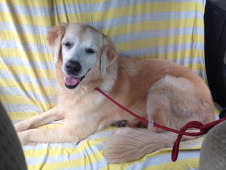 Truffle - Golden Retriever Dog