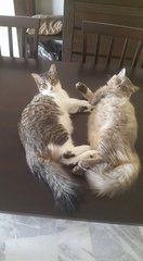 Sally &amp; Cathy - Persian + Domestic Long Hair Cat