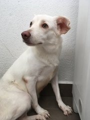 Momo - Mixed Breed Dog