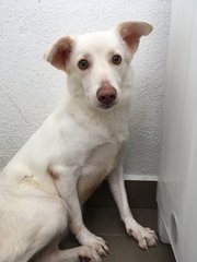 Momo - Mixed Breed Dog