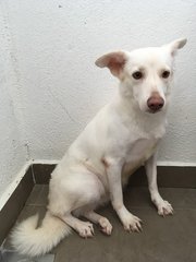 Momo - Mixed Breed Dog