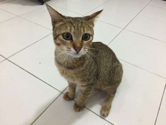 Found Near Puchong Eon Big - Domestic Short Hair Cat