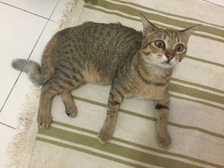 Found Near Puchong Eon Big - Domestic Short Hair Cat