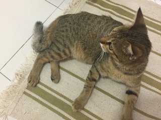 Found Near Puchong Eon Big - Domestic Short Hair Cat