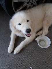 Boiboi - Samoyed Dog