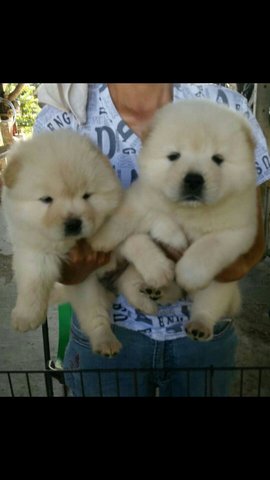 Cream Chow Chow Female Puppies C1 - Chow Chow Dog