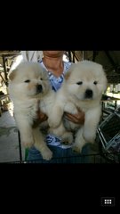 Cream Chow Chow Female Puppies C1 - Chow Chow Dog