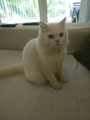 Max - Persian Cat