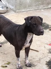 Blacky - Pit Bull Terrier Mix Dog