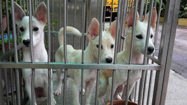 3 Musketeers  - Mixed Breed Dog