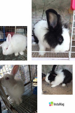 Leo &amp; Tiffany - Angora Rabbit Rabbit