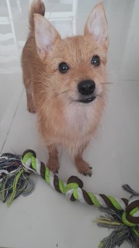 Bibi - Mixed Breed Dog