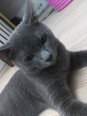 Memeng - Domestic Short Hair + Russian Blue Cat