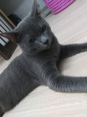 Memeng - Domestic Short Hair + Russian Blue Cat