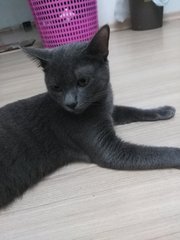 Memeng - Domestic Short Hair + Russian Blue Cat