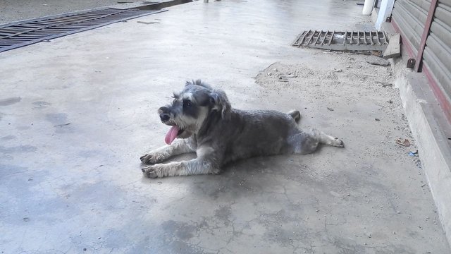 Manee - Schnauzer Dog