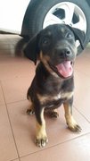 2 Month Female Puppy - Mixed Breed Dog