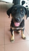 2 Month Female Puppy - Mixed Breed Dog