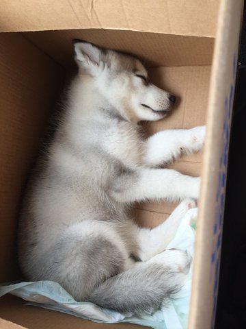 Hachiko - Siberian Husky Dog