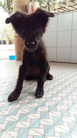 Baby - Mixed Breed Dog