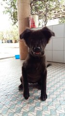 Baby - Mixed Breed Dog