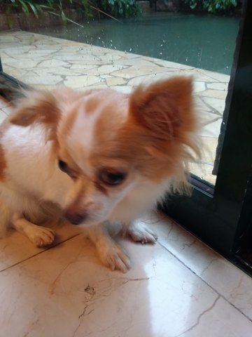 Coco - Chihuahua Dog