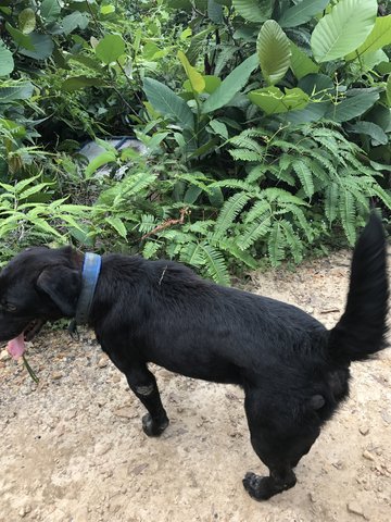 Black Dog - Mixed Breed Dog