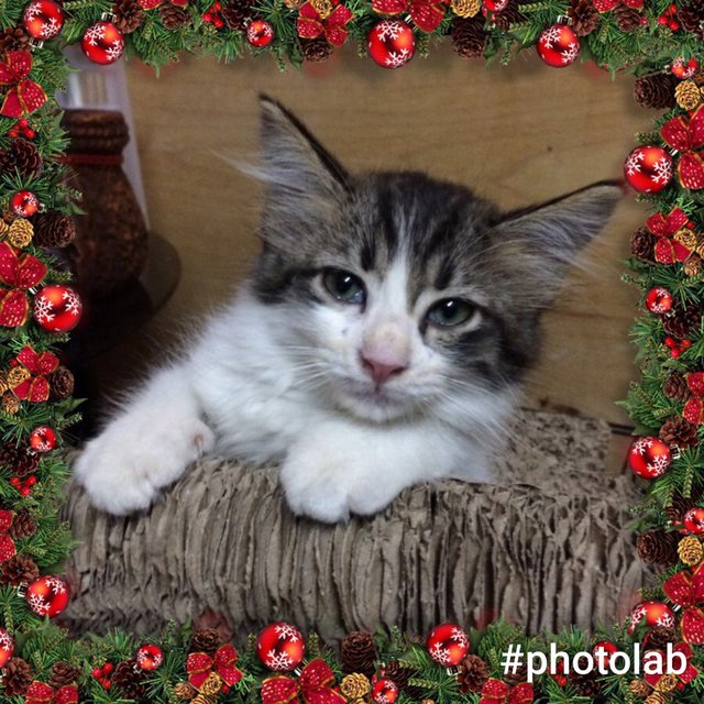 Rudolph (A Christmas Gift) - Domestic Medium Hair Cat