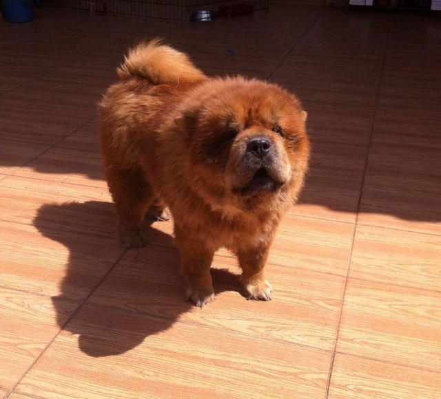 Dong Dong - Chow Chow Dog